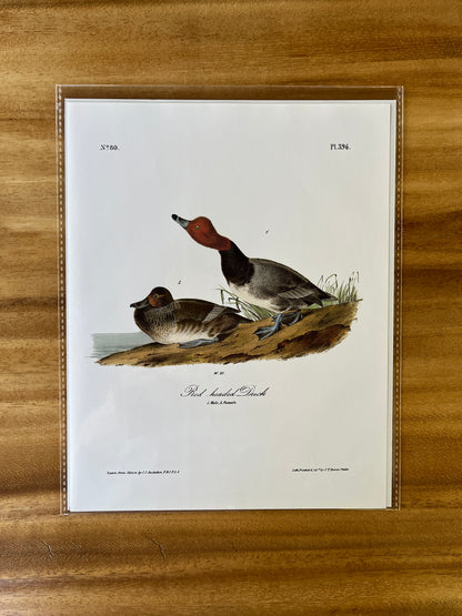 Vintage Audubon Bird Prints – Ducks & Waterfowl Collection