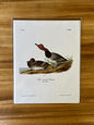 Vintage Audubon Bird Prints – Ducks & Waterfowl Collection