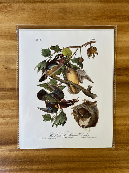 Vintage Audubon Bird Prints – Ducks & Waterfowl Collection