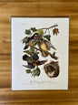 Vintage Audubon Bird Prints – Ducks & Waterfowl Collection