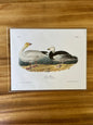 Vintage Audubon Bird Prints – Ducks & Waterfowl Collection