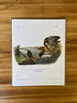 Vintage Audubon Bird Prints – Ducks & Waterfowl Collection