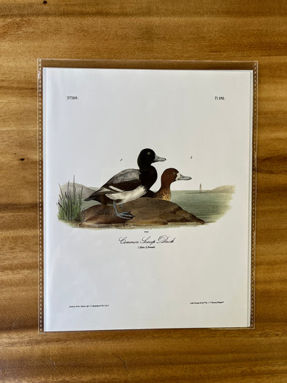 Vintage Audubon Bird Prints – Ducks & Waterfowl Collection