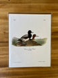 Vintage Audubon Bird Prints – Ducks & Waterfowl Collection