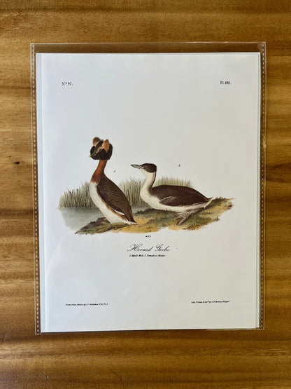 Vintage Audubon Bird Prints – Ducks & Waterfowl Collection