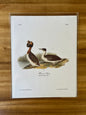 Vintage Audubon Bird Prints – Ducks & Waterfowl Collection