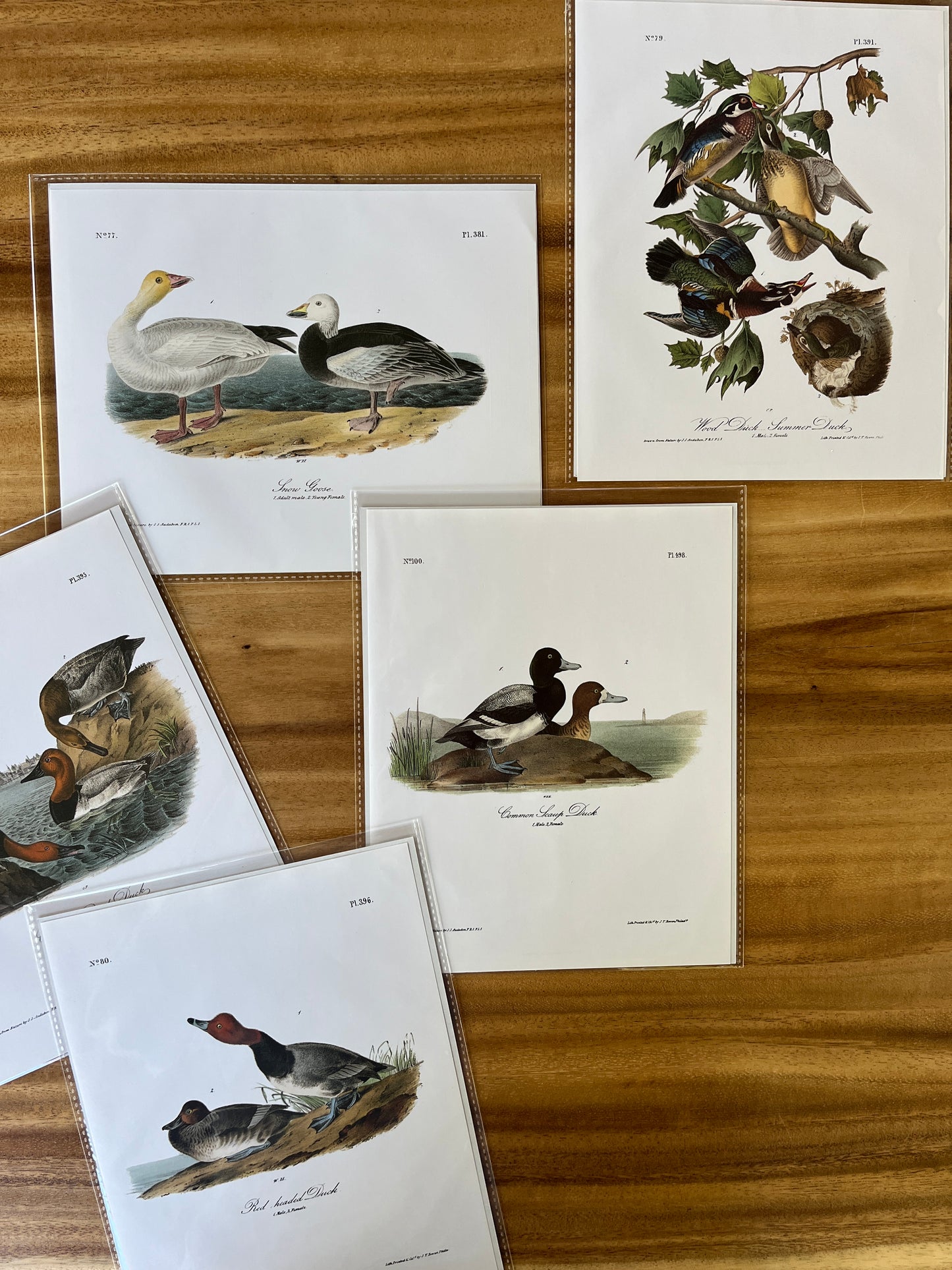Vintage Audubon Bird Prints – Ducks & Waterfowl Collection