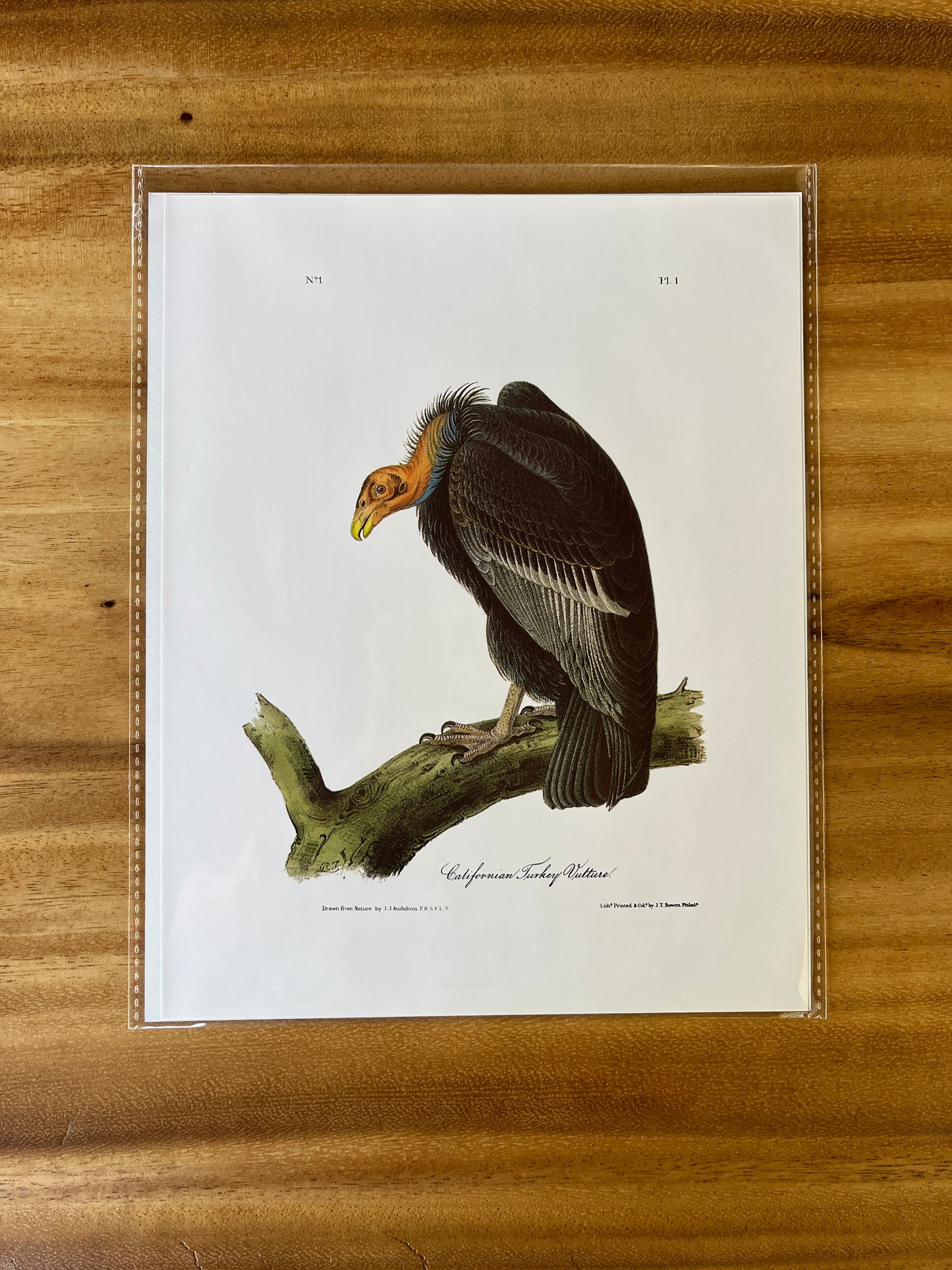 Vintage Audubon Bird Prints – Birds of Prey Collection