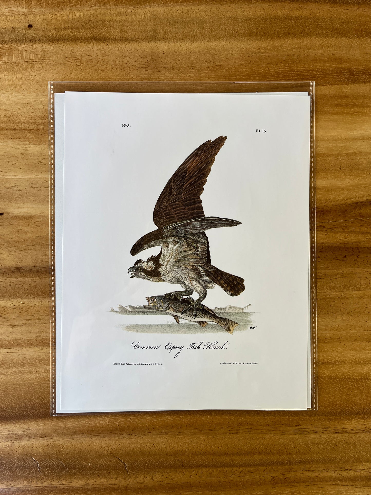 Vintage Audubon Bird Prints – Birds of Prey Collection