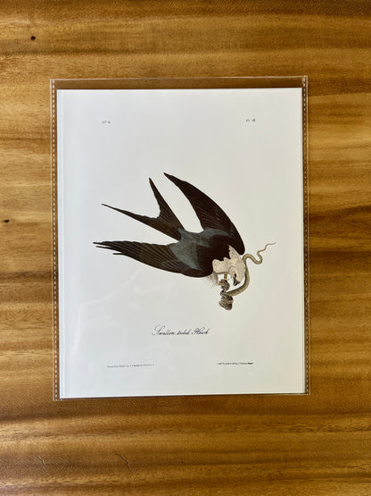 Vintage Audubon Bird Prints – Birds of Prey Collection