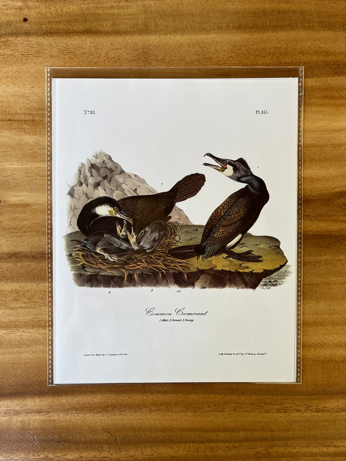 Vintage Audubon Bird Prints – Birds of Prey Collection