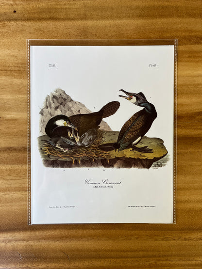 Vintage Audubon Bird Prints – Birds of Prey Collection