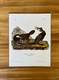 Vintage Audubon Bird Prints – Birds of Prey Collection
