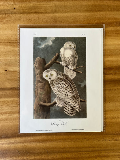 Vintage Audubon Bird Prints – Birds of Prey Collection