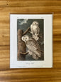 Vintage Audubon Bird Prints – Birds of Prey Collection