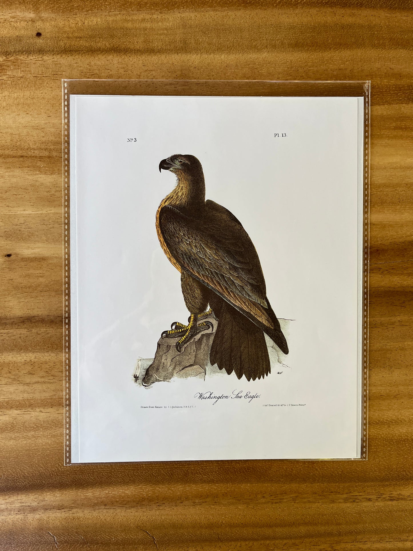 Vintage Audubon Bird Prints – Birds of Prey Collection