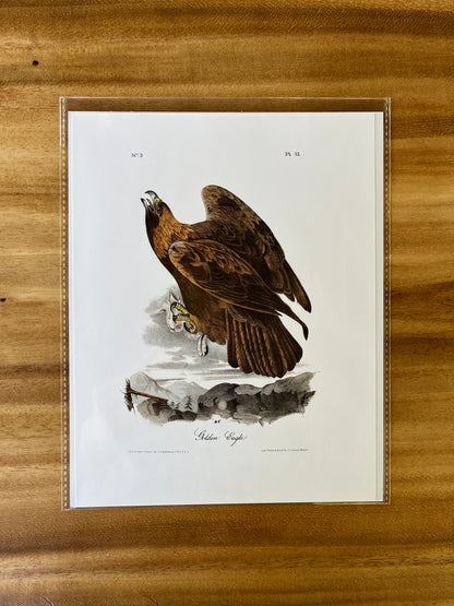 Vintage Audubon Bird Prints – Birds of Prey Collection