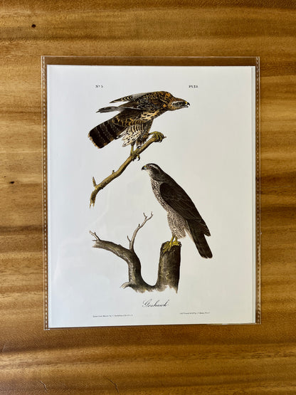Vintage Audubon Bird Prints – Birds of Prey Collection