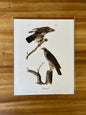 Vintage Audubon Bird Prints – Birds of Prey Collection
