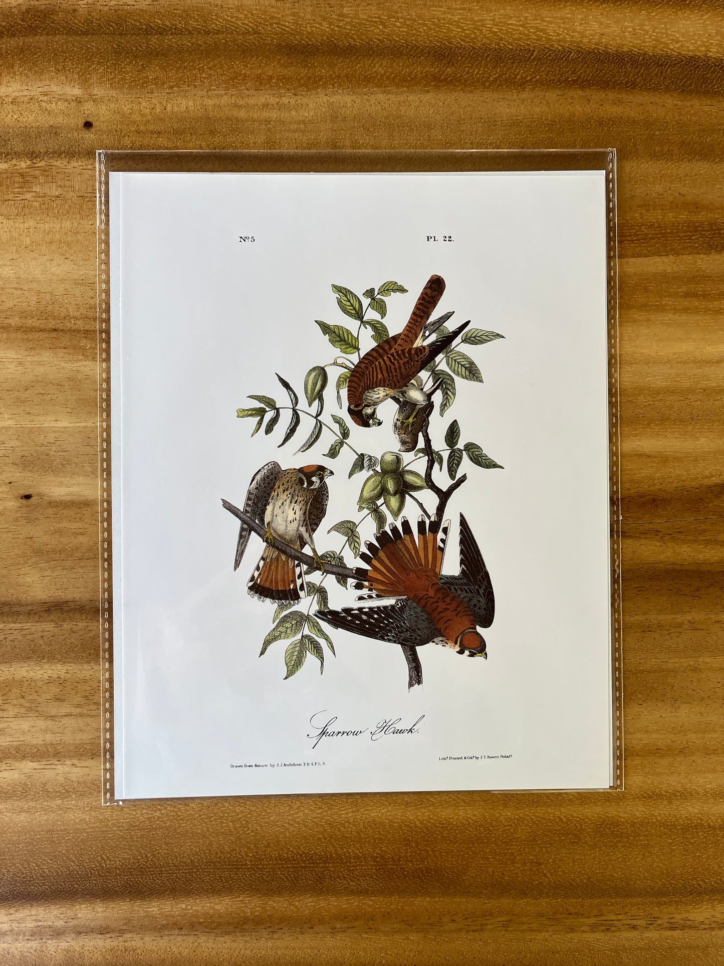 Vintage Audubon Bird Prints – Birds of Prey Collection