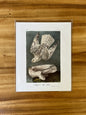 Vintage Audubon Bird Prints – Birds of Prey Collection