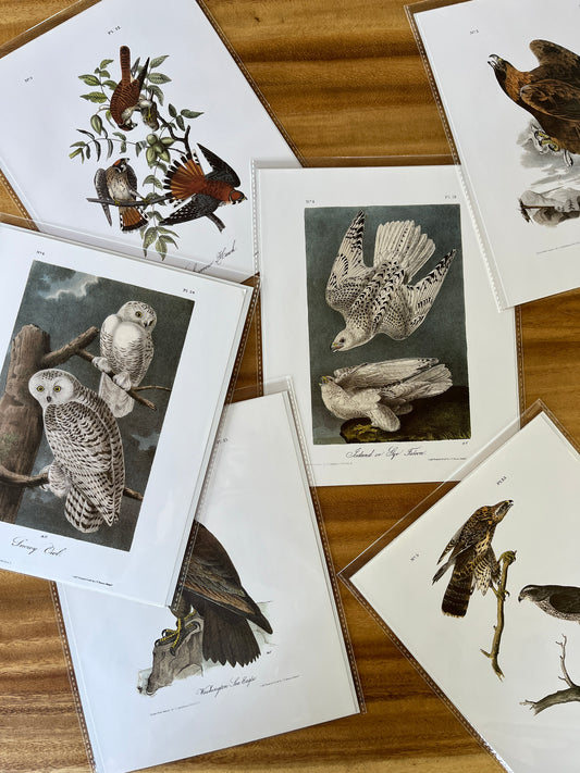 Vintage Audubon Bird Prints – Birds of Prey Collection