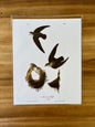 Vintage Audubon Bird Prints –  Assorted Birds Collection