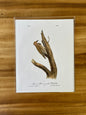 Vintage Audubon Bird Prints –  Assorted Birds Collection
