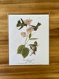 Vintage Audubon Bird Prints –  Assorted Birds Collection