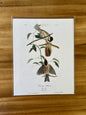 Vintage Audubon Bird Prints –  Assorted Birds Collection
