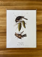Vintage Audubon Bird Prints –  Assorted Birds Collection