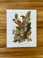 Vintage Audubon Bird Prints –  Assorted Birds Collection