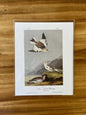 Vintage Audubon Bird Prints –  Assorted Birds Collection