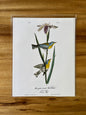 Vintage Audubon Bird Prints – Warblers & Swallows Collection