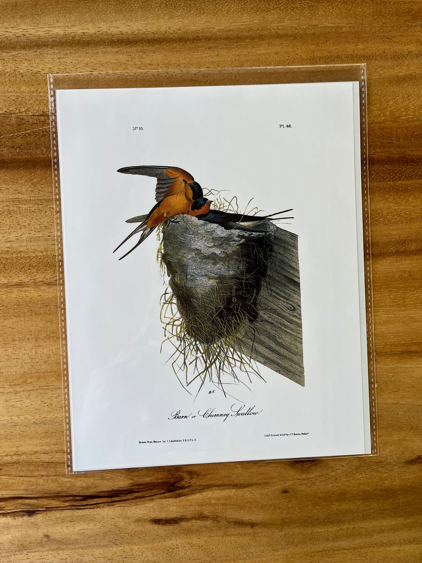 Vintage Audubon Bird Prints – Warblers & Swallows Collection