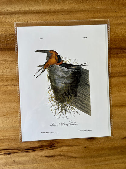 Vintage Audubon Bird Prints – Warblers & Swallows Collection