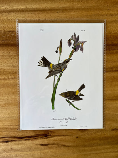 Vintage Audubon Bird Prints – Warblers & Swallows Collection