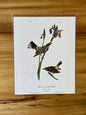 Vintage Audubon Bird Prints – Warblers & Swallows Collection