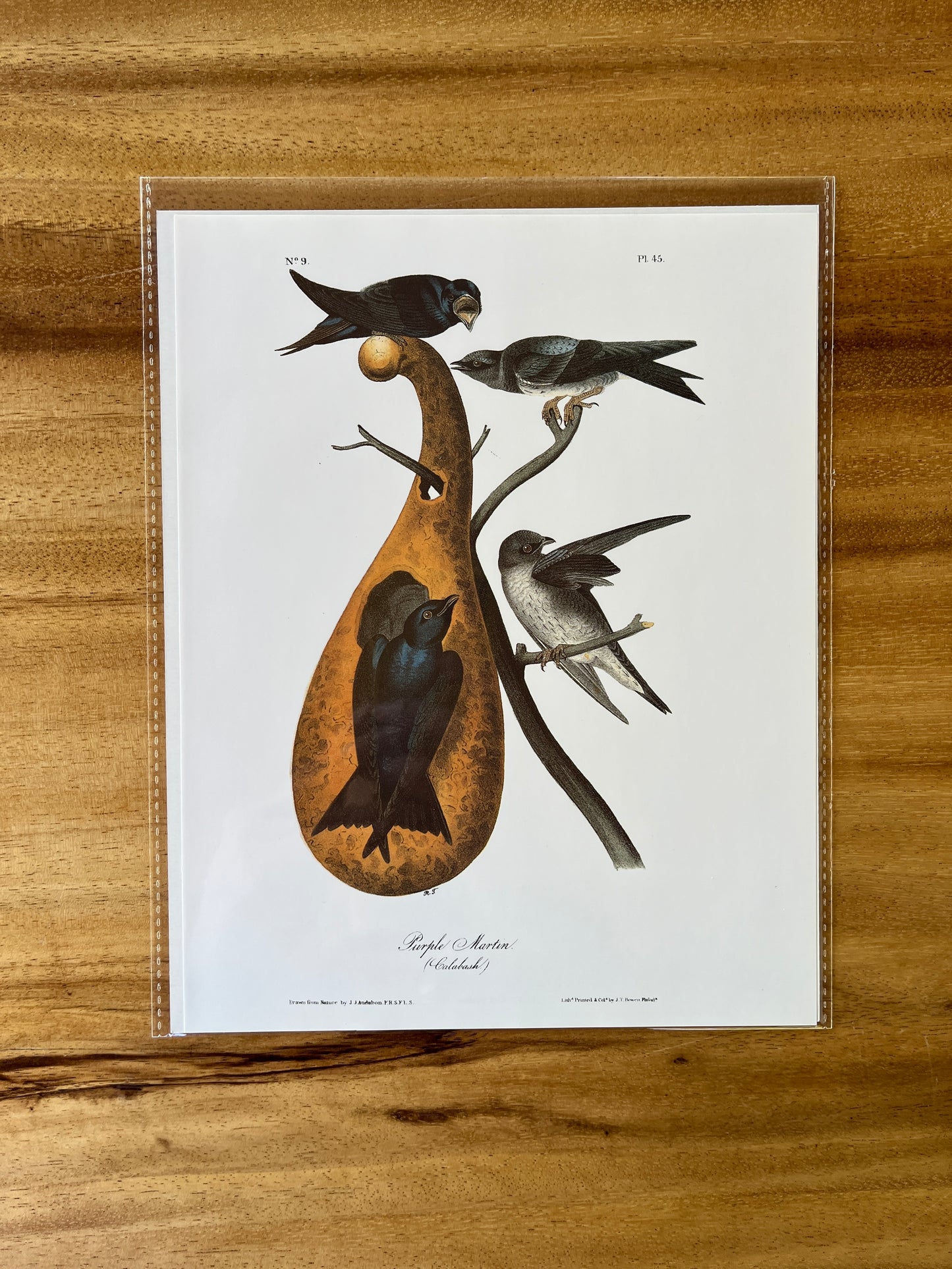 Vintage Audubon Bird Prints – Warblers & Swallows Collection