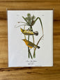 Vintage Audubon Bird Prints – Warblers & Swallows Collection