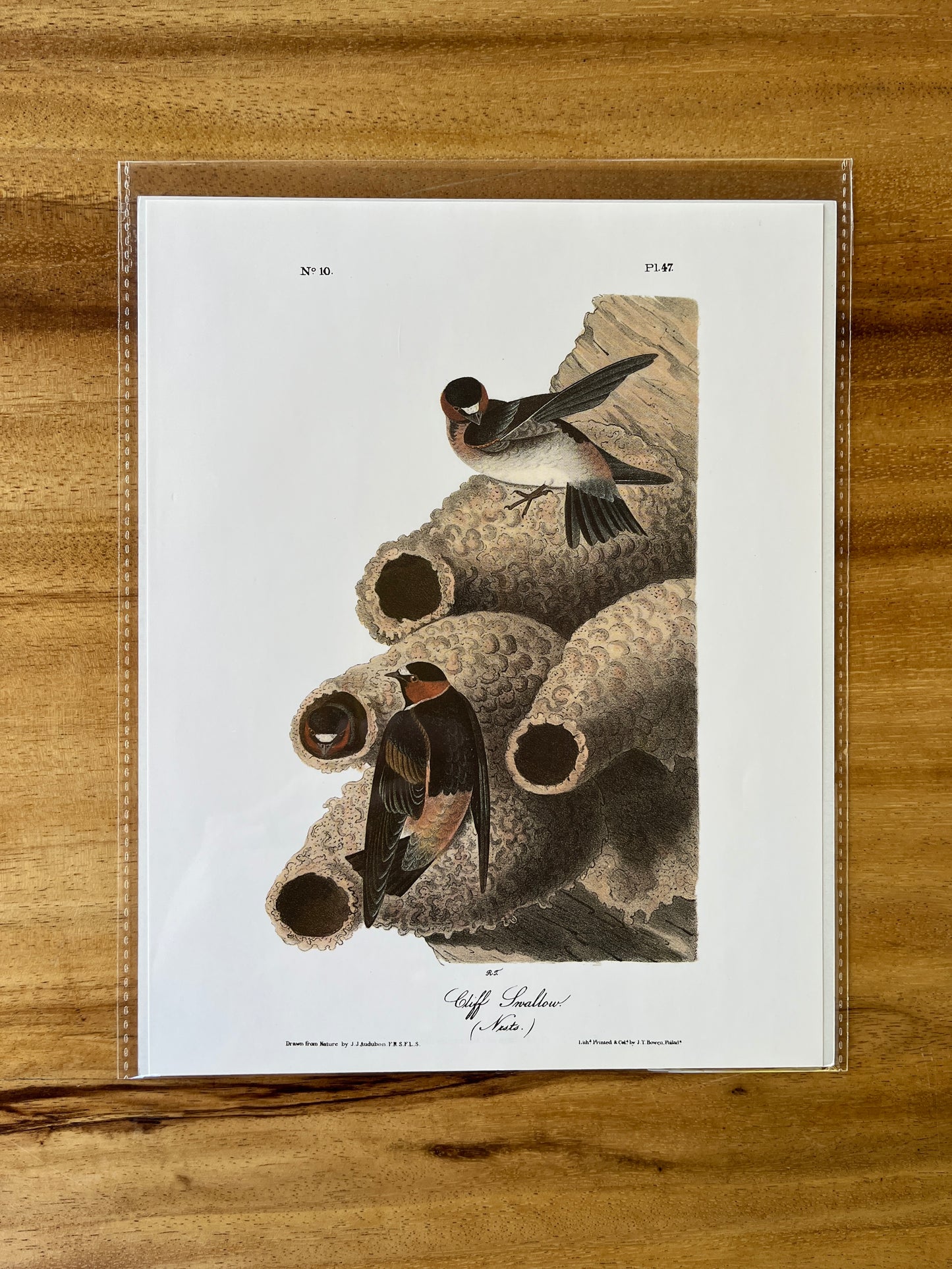 Vintage Audubon Bird Prints – Warblers & Swallows Collection