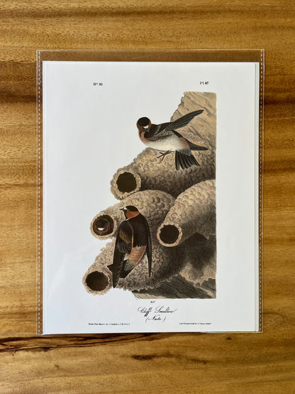 Vintage Audubon Bird Prints – Warblers & Swallows Collection