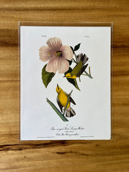 Vintage Audubon Bird Prints – Warblers & Swallows Collection