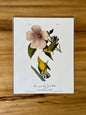 Vintage Audubon Bird Prints – Warblers & Swallows Collection