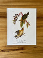 Vintage Audubon Bird Prints – Warblers & Swallows Collection