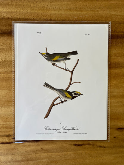 Vintage Audubon Bird Prints – Warblers & Swallows Collection