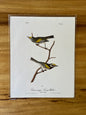 Vintage Audubon Bird Prints – Warblers & Swallows Collection