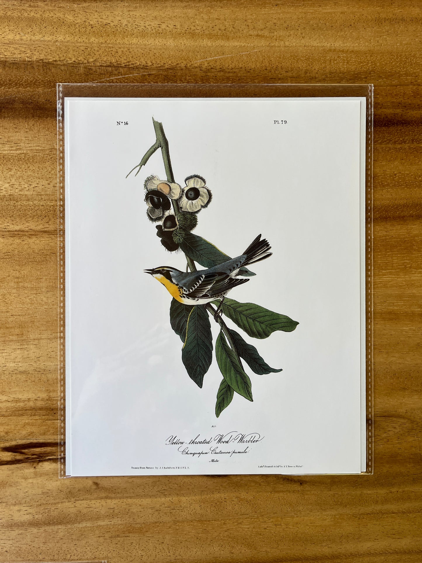 Vintage Audubon Bird Prints – Warblers & Swallows Collection