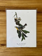 Vintage Audubon Bird Prints – Warblers & Swallows Collection
