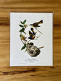 Vintage Audubon Bird Prints – Warblers & Swallows Collection